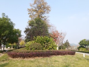 秋日公园绿植景观