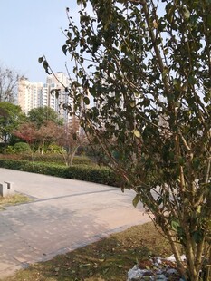 公园小径旁的绿植景观