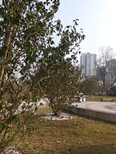 城市边的绿植景观