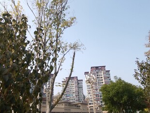 城市中树木与高楼景观