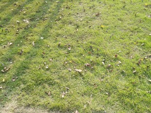 翠绿草地自然清新景象