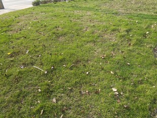 翠绿草地生机盎然