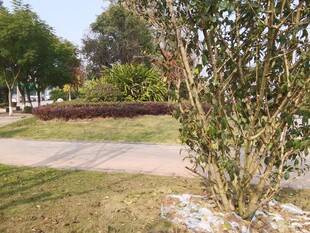 户外公园绿植景观