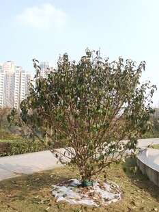 城市绿地中的繁茂树木