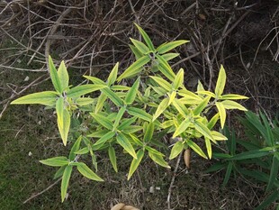 黄绿相间的清新小竹丛