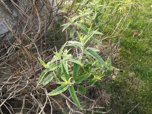 野外生长的绿色植物