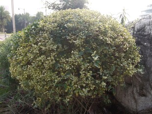 球形绿植生机盎然