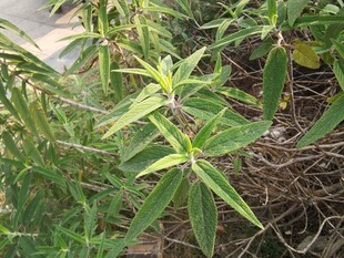 野外生长的绿色植物