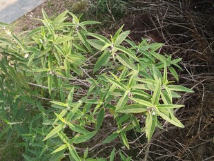 嫩绿植物生机勃勃