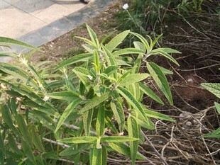 翠绿植物生长于庭院角落