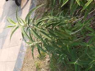 路边生长的绿色植物