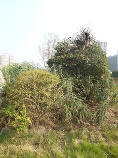 杂草丛生的户外景象