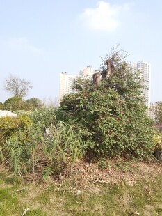 人在繁茂绿植中劳作