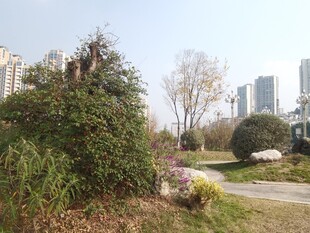 城市中的自然风景一角