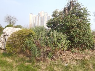 户外绿植与低矮建筑景致