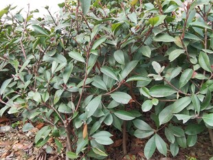 绿叶繁茂的灌木丛