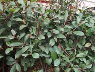 绿叶繁茂的植物景观