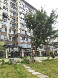 现代住宅旁的绿植景观