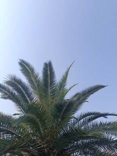 蓝天映衬下的挺拔棕榈树