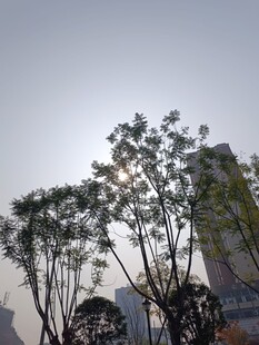 阳光下的树木与建筑