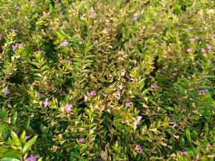繁茂绿植间点缀紫色小花