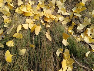 地上金黄银杏叶散落