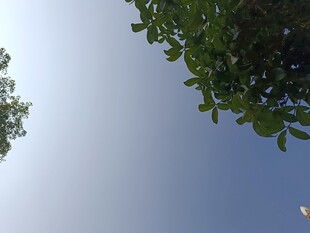 仰视绿树蓝天景象