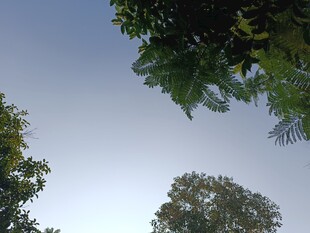 仰视绿树蓝天美景