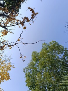 秋日树梢与蓝天景致