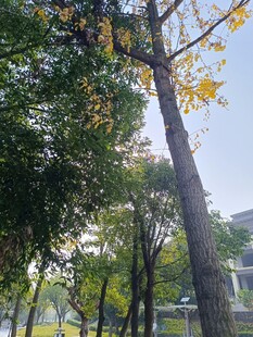 秋日校园林荫道风景