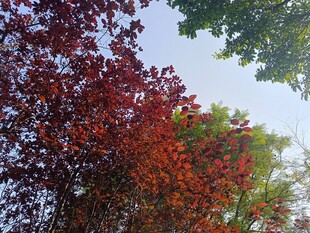 秋日斑斓树叶景观