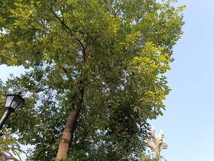 挺拔绿树映蓝天