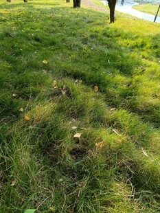 阳光下的翠绿草地