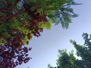 多彩树木映衬蓝天