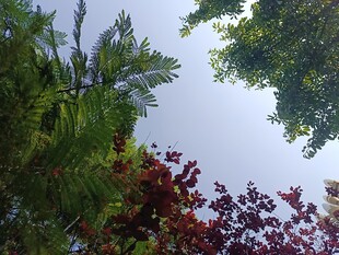 仰视多彩树木与天空