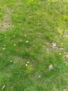 嫩绿草地散落枯叶