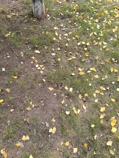 秋日落叶铺满草地景象