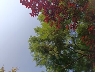 秋日多彩树木景致