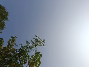 蓝天绿树间的清新景致