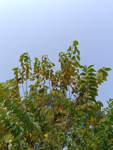 枝头绿叶映蓝天