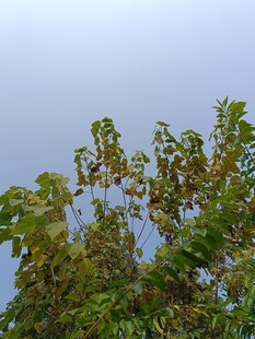 枝头绿叶映蓝天