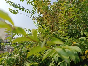 绿叶繁茂的生机景象