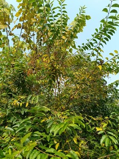 绿叶繁茂的树木景观