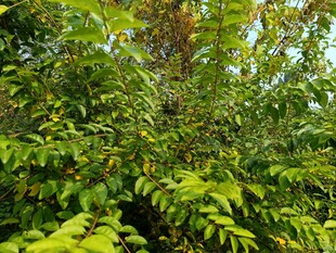 繁茂绿植展现盎然生机