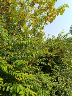 繁茂绿植展现自然生机