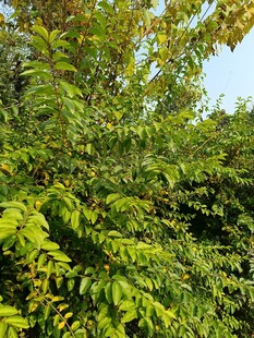 繁茂绿树展现自然生机