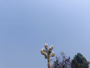 蓝天中的仙人掌