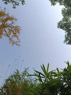 仰望蓝天与葱郁植物