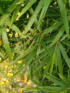 翠绿竹叶间的自然景致