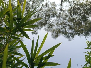 透过竹叶望水面光影